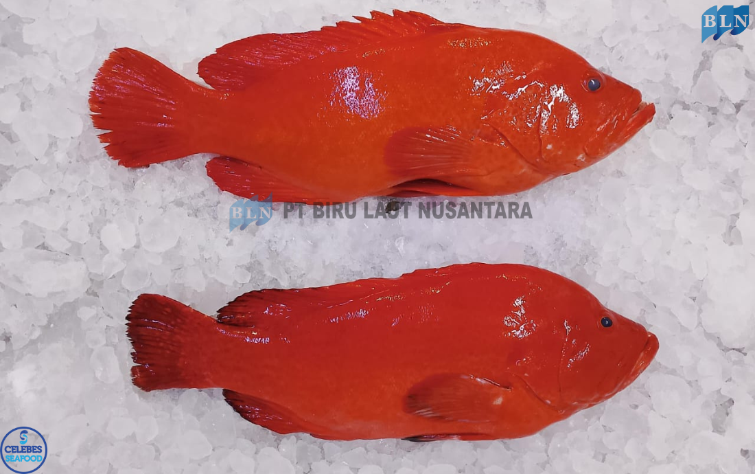 Storage Guide for Tomato Cod: Keeping It Fresh Longer